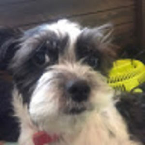 Meet your Posher, Big